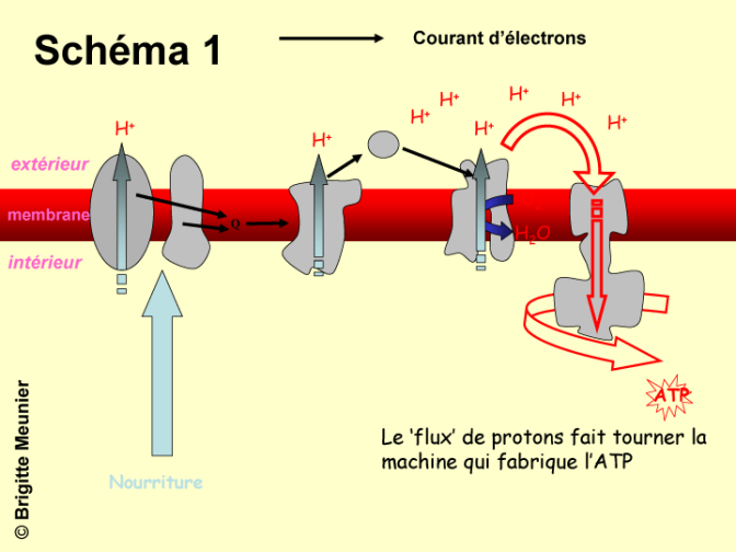 chaine de transport des électrons et des protons dans la membrane de la mitochondrie