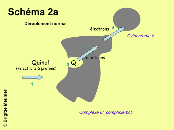 Transport normal du courant d'électrons via le complexe III